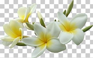 Frangipani Flower PNG, Clipart, Blume, Branch, Clip , Color, Cut ...