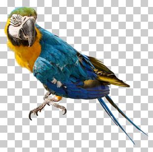 Parrot PNG