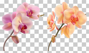 Orchid Flower - Elegant Pink And Orange Orchid Flowers PNG