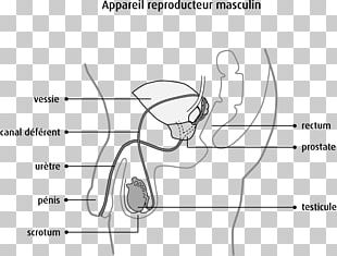 Male Reproductive System Png Images Male Reproductive System Clipart Free Download