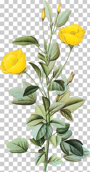 Rose Botany Botanical Illustration Flower Illustration Png, Clipart 