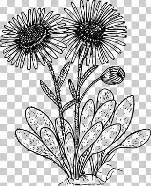 Coloring Book Common Daisy Flower PNG, Clipart, Area, Artwork, Black ...