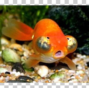 Ryukin Comet Red Cap Oranda Common Goldfish Desktop PNG, Clipart ...