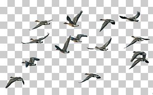 gaggle of geese flying clipart