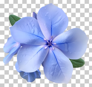 Elegant Periwinkle Flower Icon - Blue Flower With Water Droplets Fresh Botanical Illustration PNG