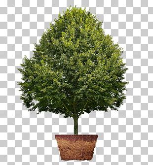 Lindens Tree Portable Network Graphics Red Maple PNG