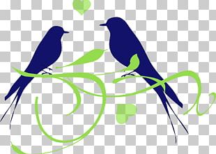 Lovebird PNG