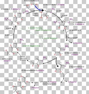 Citric Acid Cycle Glyoxylate Cycle Glycolysis Biochemistry PNG, Clipart ...