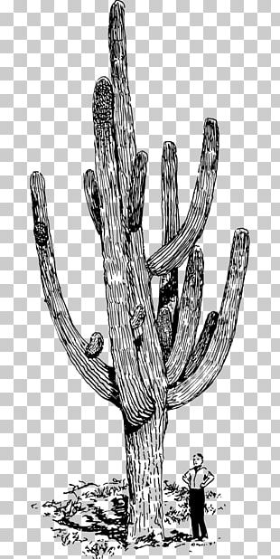 Cacto verde, desenho de Cactaceae Saguaro, Arizona Cowboy s, mão, planta  Haste, cacto png