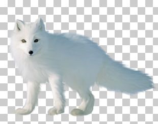 Arctic Fox Arctic Wolf Alaskan Tundra Wolf Dog PNG, Clipart, Animals ...