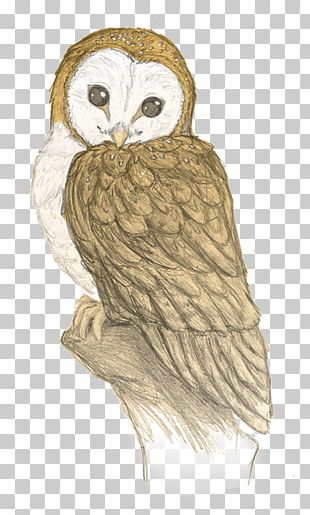 Owl How To Draw Drawing Sketch Pencil PNG