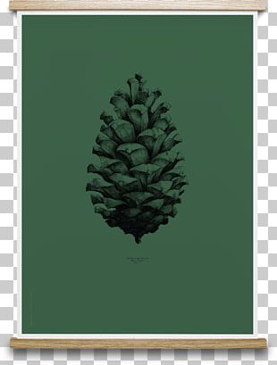 Pine Spruce Conifer Cone Conifers Tree Png Clipart Cedar Conifer