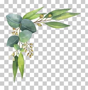 Eucalyptus Watercolor PNG Images, Eucalyptus Watercolor Clipart Free ...