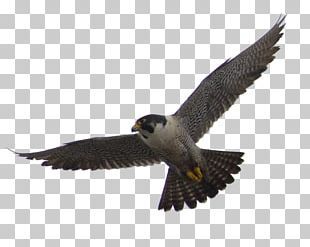 Eagle Polygon Peregrine Falcon Png Clipart Animals Beak