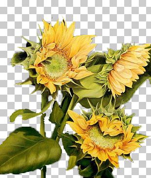 Common Sunflower Watercolor Painting Common Daisy PNG, Clipart, Annual ...