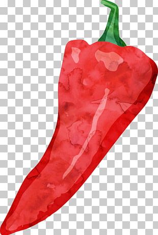 Chili Draw PNG Images, Chili Draw Clipart Free Download