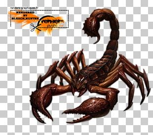 Scorpion Arachnid Tattoo PNG