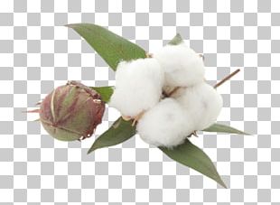 Cotton Bloom Clipart Hd PNG, White Blooming Cotton Clipart, Cotton