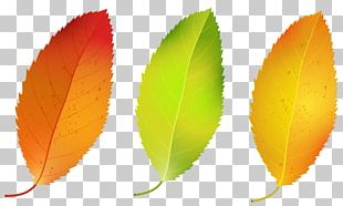 Autumn Leaf Color Tree Illustration PNG, Clipart, Autumn, Autumn Leaf ...