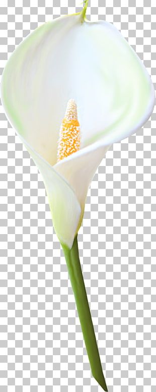 Arum-lily Bog Arum Flower PNG
