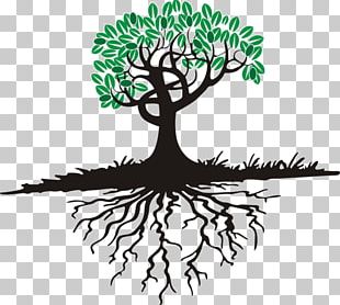 Tree Root PNG