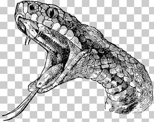 Rattlesnake Vipers Drawing PNG