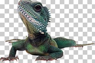 Chameleons Lizard Common Iguanas PNG, Clipart, African Chameleon ...