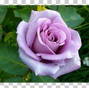 climbing roses clipart images