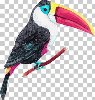 Oiseaux Png Images Oiseaux Clipart Free Download