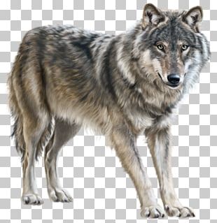 Wolf PNG, Clipart, Animal, Howl, Wolf, Wolf Clipart Free PNG Download