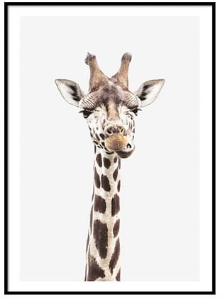Reticulated Giraffe Okapi Poster Printmaking PNG
