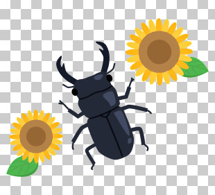 Beetle - Black Beetle With Sunflowers PNG