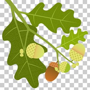 English Oak Tree Acorn Leaf Quercus Macranthera PNG