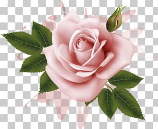 Garden Roses Cabbage Rose Flower Floribunda PNG