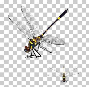 Dragonfly App Store PNG