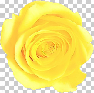 Garden Roses PNG