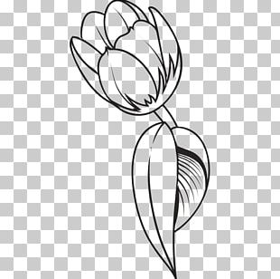 Drawing Tulip PNG, Clipart, Drawing, Encapsulated Postscript, Flower ...