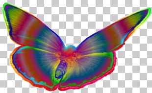 Butterflies And Moths Drawing Pop Art PNG