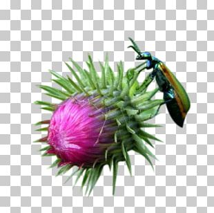 Milk Thistle Insect PNG