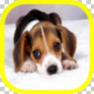 Beagle Puppy Borzoi Rottweiler Golden Retriever PNG