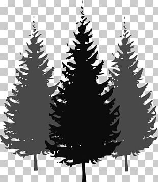 Bush Fir Tree PNG, Clipart, Nature, Trees Free PNG Download