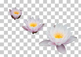 Nelumbo Nucifera Egyptian Lotus Flower PNG, Clipart, Aquatic Plant ...