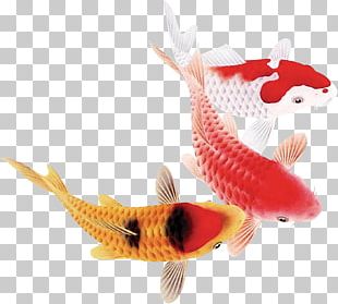 Koi Carassius Auratus Fish PNG