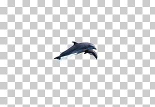 Dolphin Sky Microsoft Azure PNG