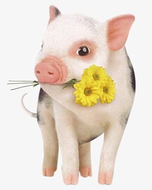 Pet Pig PNG