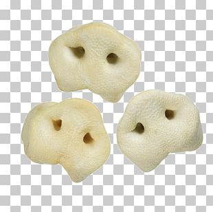 Dog Domestic Pig Pet Honey Food PNG