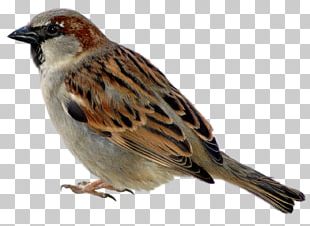 Sparrow Icon PNG