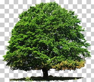 Shrub Tree Desktop Plant PNG, Clipart, Biome, Branch, Computer Icons ...