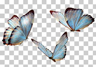 Butterfly PNG, Clipart, Butterfly Free PNG Download