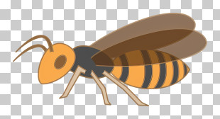 Bee - Digital Cartoon Graphic Of A Wasp PNG